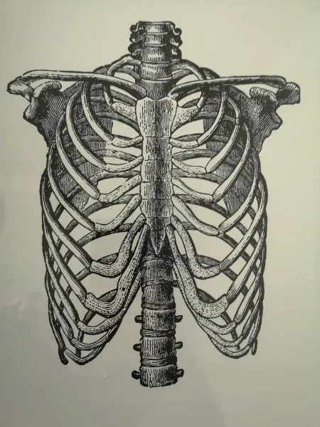 Sternum qui savait respirer ! (Et oui, rôle essentiel dans la respiration)